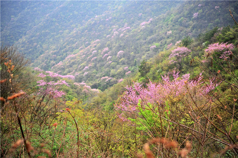湖北宜昌：萬畝野生巨紫荊綻放 鄉村山野成花的“海洋”