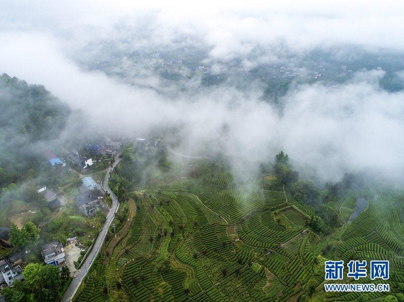 湖北恩施：白雲深處 茶鄉如畫