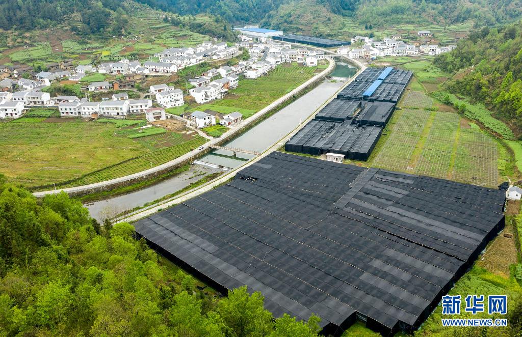 湖北竹溪：小香菇建成大産業