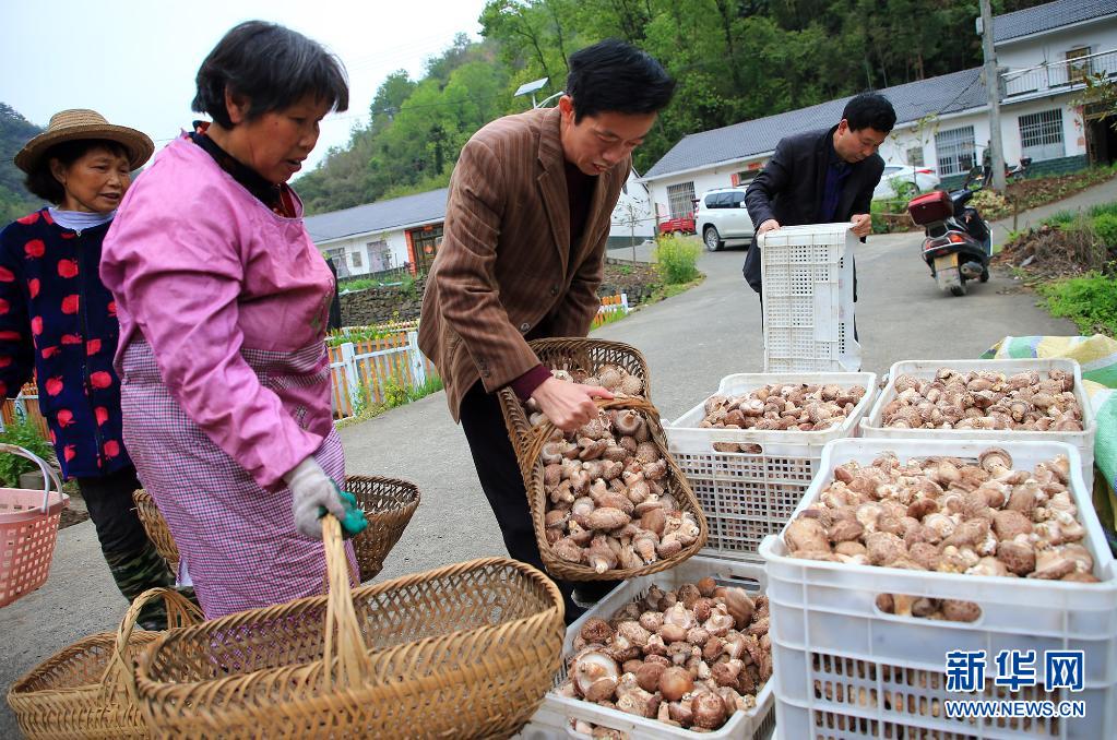 湖北竹溪：小香菇建成大産業