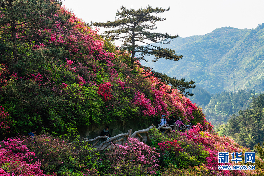 湖北武漢：雲霧山杜鵑美輪美奐