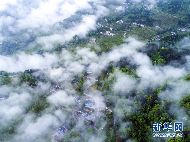 湖北恩施：白雲深處 茶鄉如畫