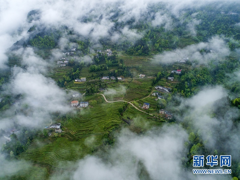 湖北恩施：白雲深處 茶鄉如畫