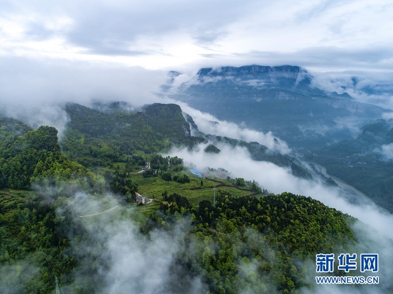 湖北恩施：白雲深處 茶鄉如畫