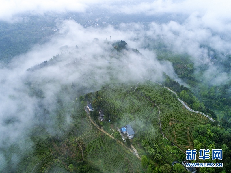 湖北恩施：白雲深處 茶鄉如畫
