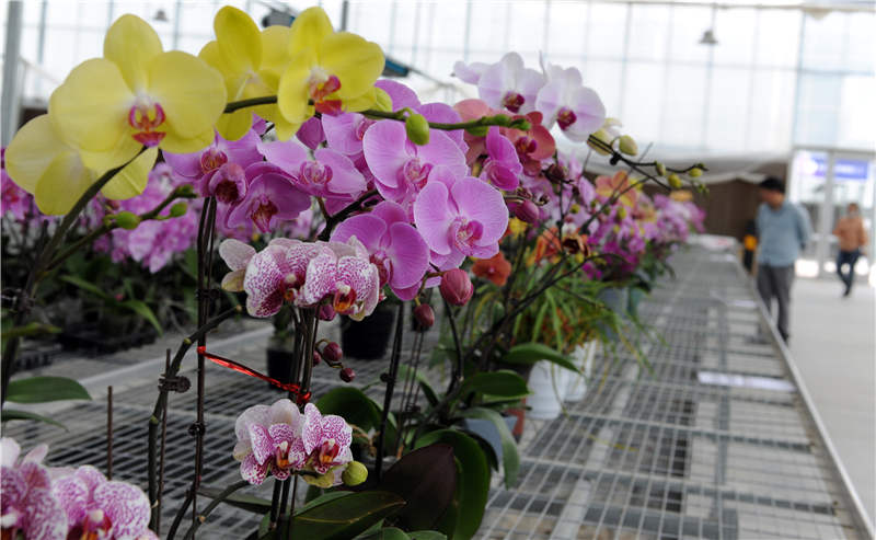湖北茅箭：5萬株蘭花迎客來