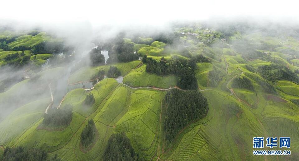 湖北鶴峰：茶海連天景如畫