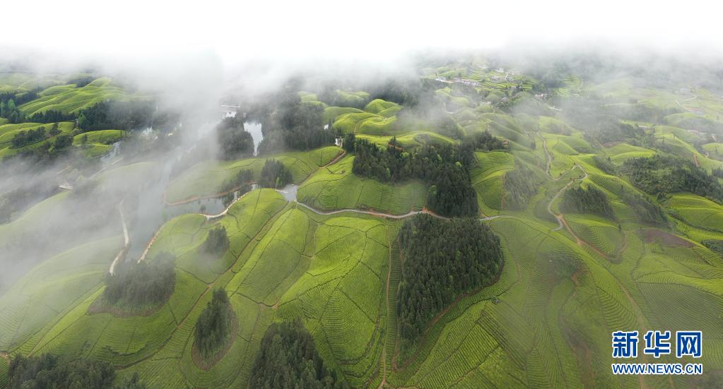 湖北鶴峰：茶海連天景如畫