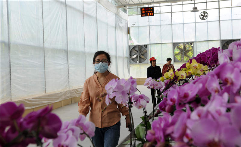 湖北茅箭：5萬株蘭花迎客來