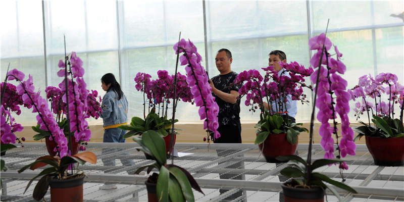 湖北茅箭：5萬株蘭花迎客來