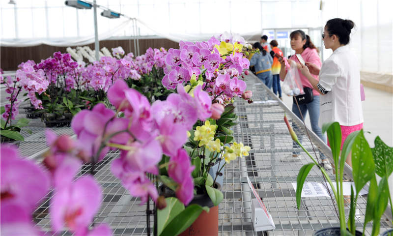 湖北茅箭：5萬株蘭花迎客來