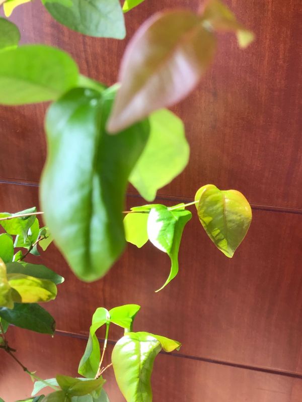 “曬春天”投稿者拍下家門口綻放的各種花朵