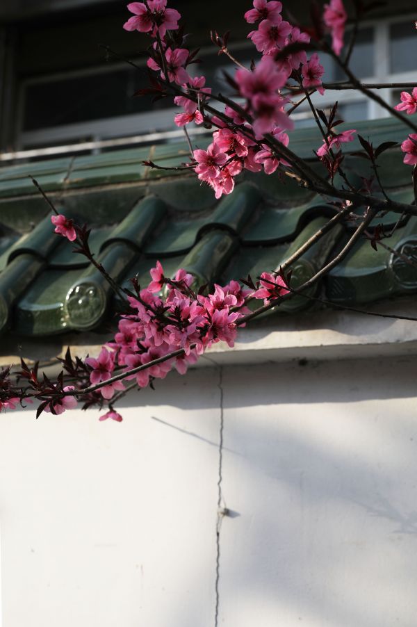 “曬春天”投稿者拍下家門口綻放的各種花朵