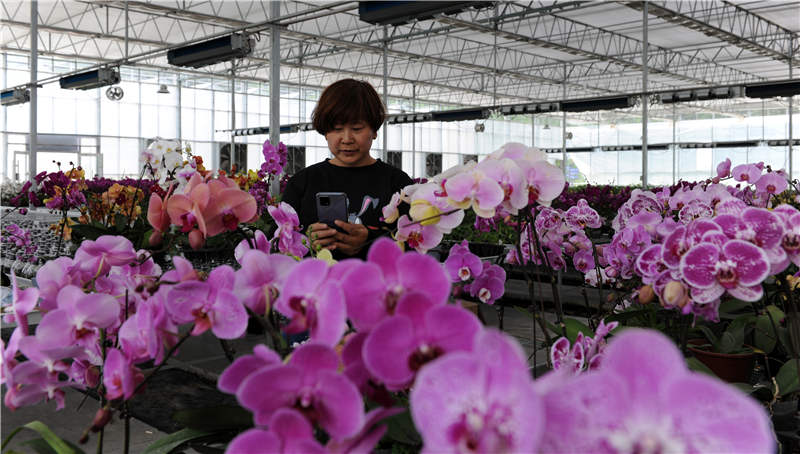 湖北茅箭：5萬株蘭花迎客來