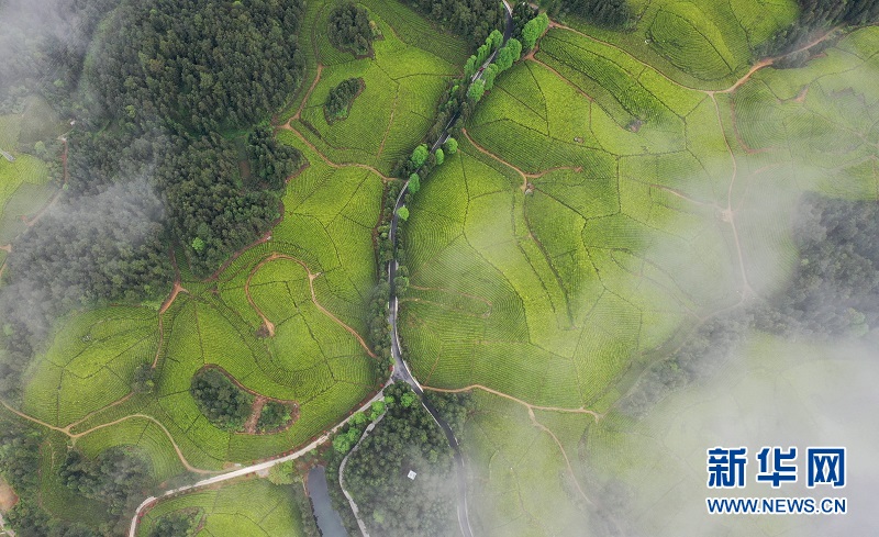 湖北鶴峰：茶海連天景如畫