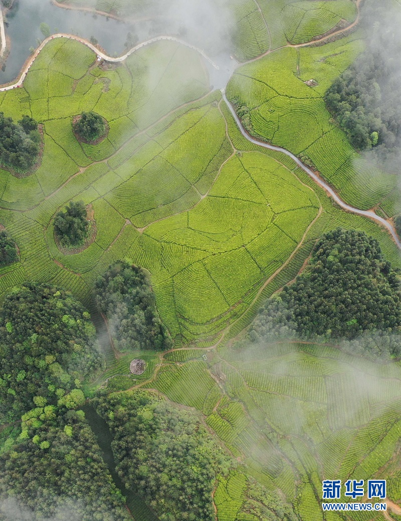 湖北鶴峰：茶海連天景如畫