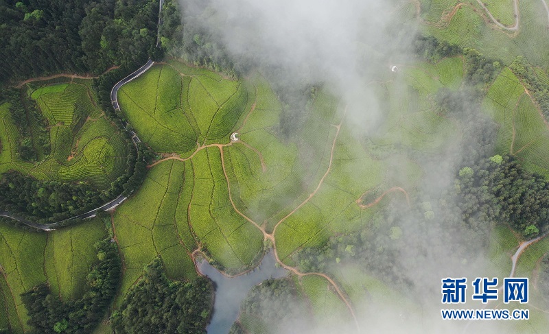 湖北鶴峰：茶海連天景如畫