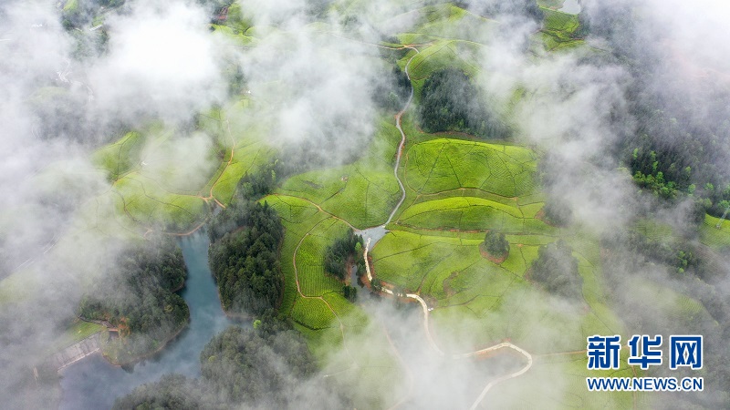 湖北鶴峰：茶海連天景如畫