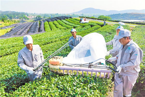 大悟茶産業引進18個合作項目_fororder_01