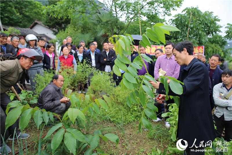 湖北秭歸：技術培訓會開到果園裏為果農解技術難題