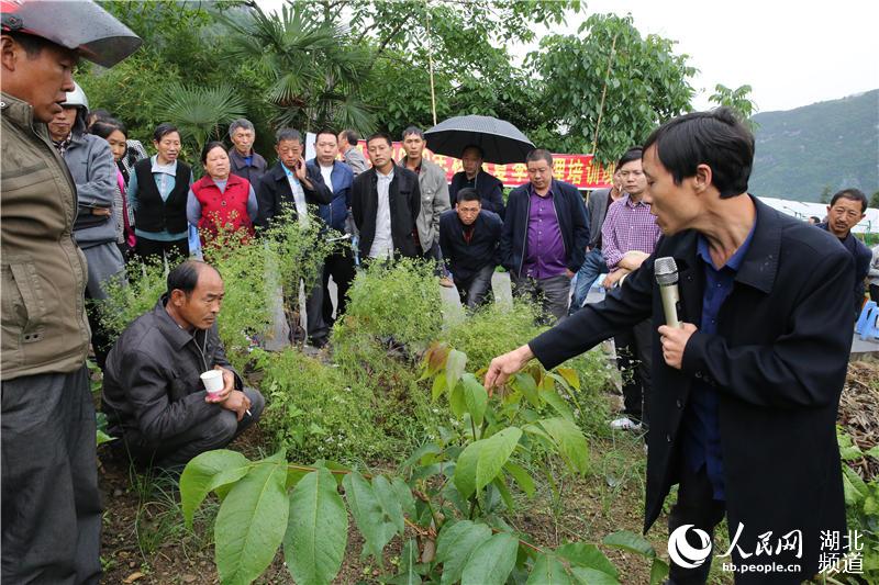 湖北秭歸：技術培訓會開到果園裏為果農解技術難題