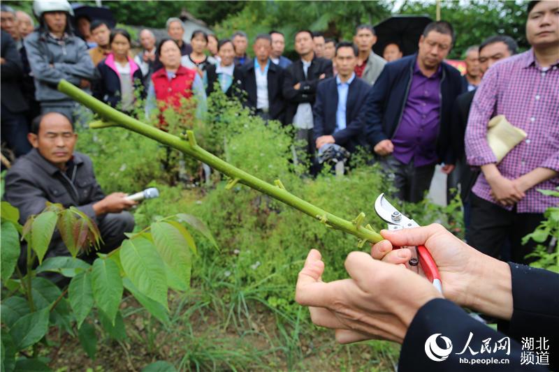湖北秭歸：技術培訓會開到果園裏為果農解技術難題