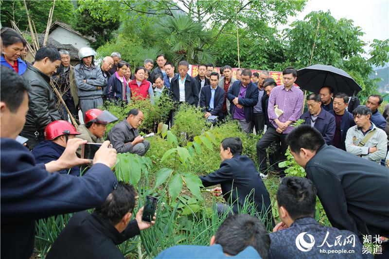 湖北秭歸：技術培訓會開到果園裏為果農解技術難題