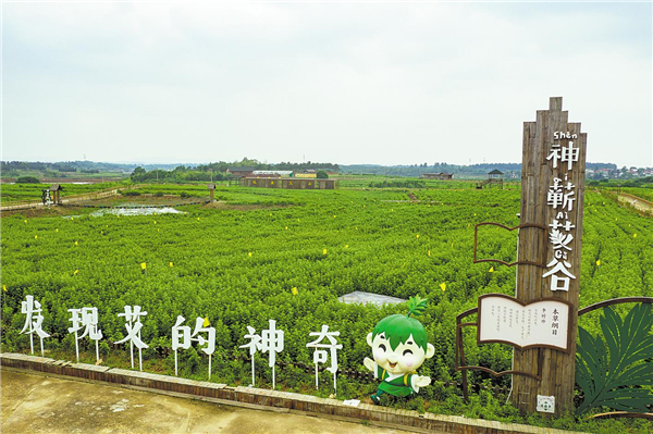 現代科技賦能千年艾草——蘄春蘄艾産業鏈加速升級_fororder_02