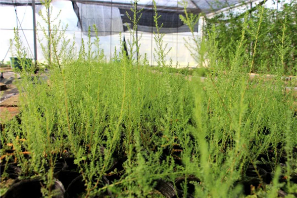OK【湖北】三峽集團再次實現瀕危植物疏花水柏枝種子繁育