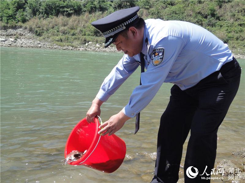 湖北鄖西放流魚苗8萬尾 修復漢江生態環境