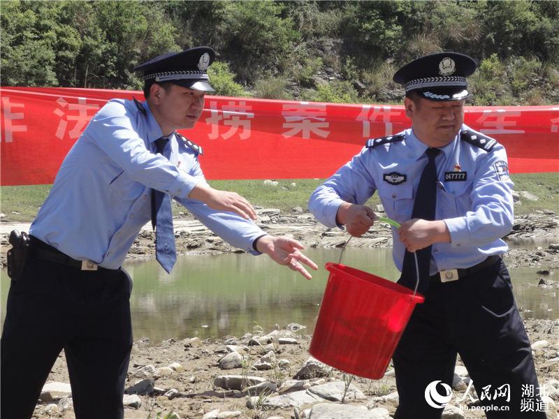 湖北鄖西放流魚苗8萬尾 修復漢江生態環境