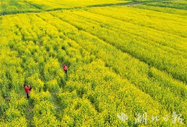 蔡甸萬畝油菜花海等你來