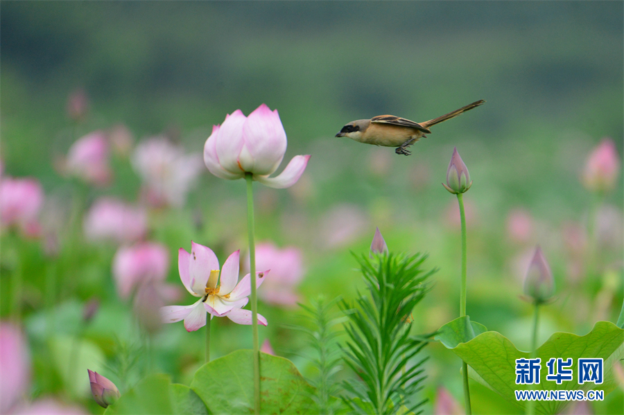 武漢：蜂鳥舞翩躚 清塘荷韻生態美