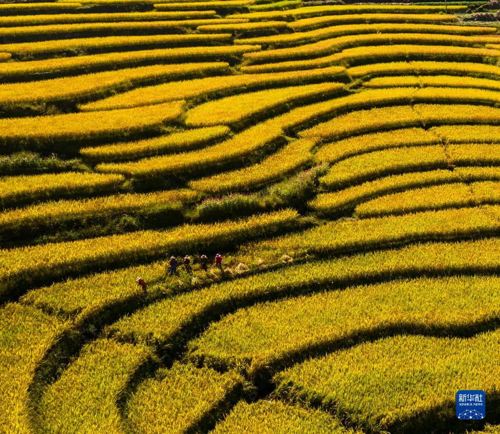 湖北秭歸：美麗鄉村展開豐收畫卷