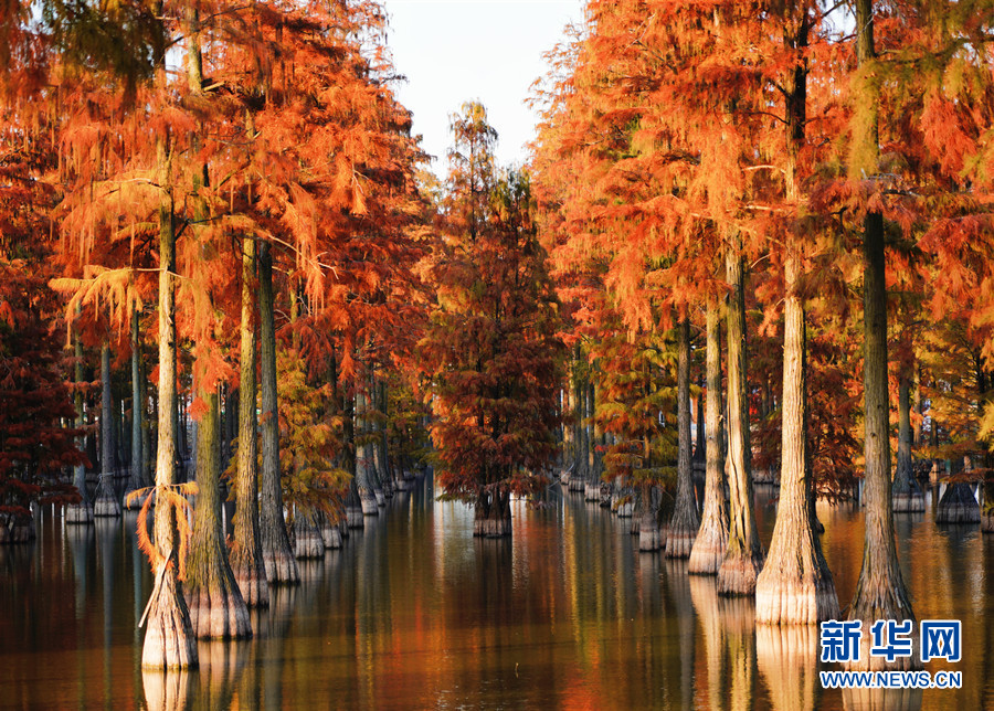 武漢漲渡湖濕地：初冬紅葉美 候鳥翩翩飛