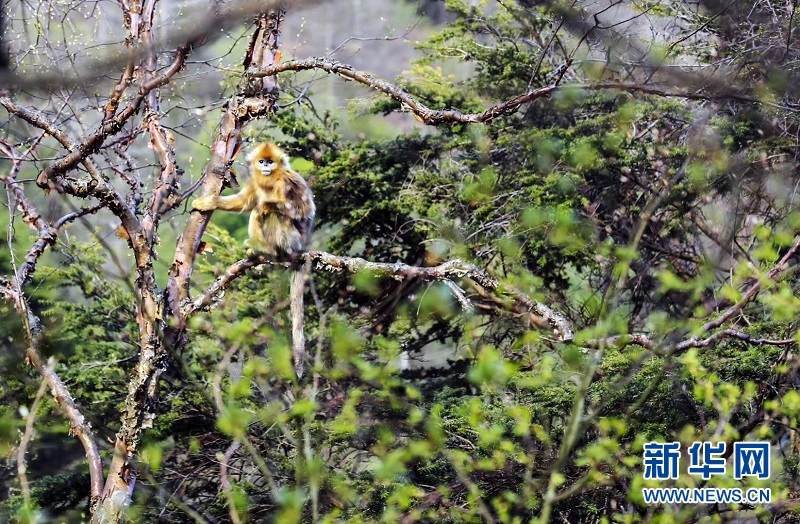 群山綿延 走進“華中秘境”小神農架