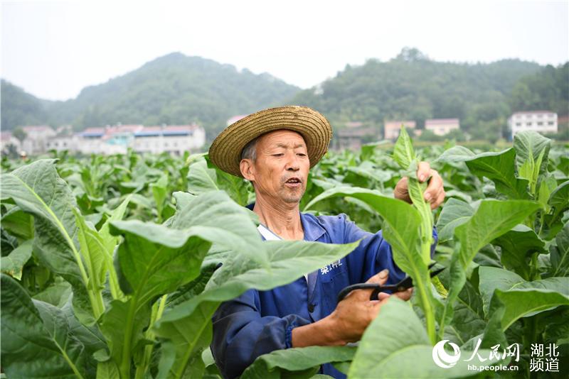 湖北保康：仲夏農事忙