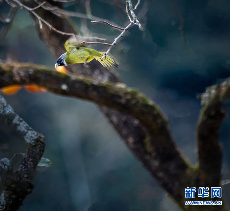 武陵山冬日鳥兒啄食圖