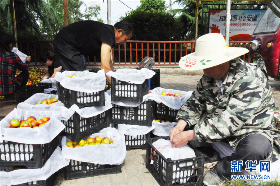 湖北産桃大縣隨縣線上線下雙管齊下賣鮮桃