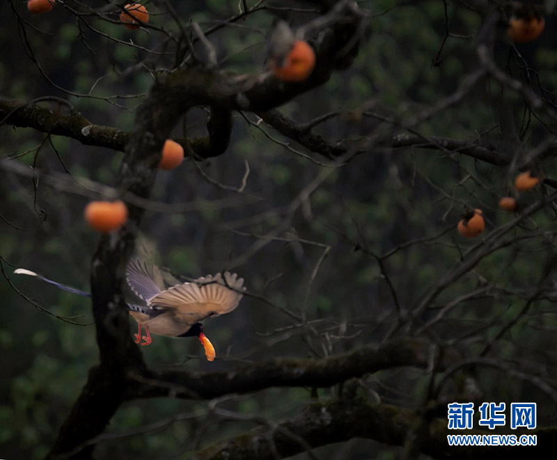 武陵山冬日鳥兒啄食圖