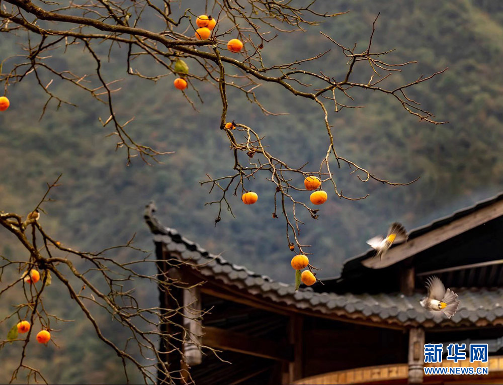武陵山冬日鳥兒啄食圖
