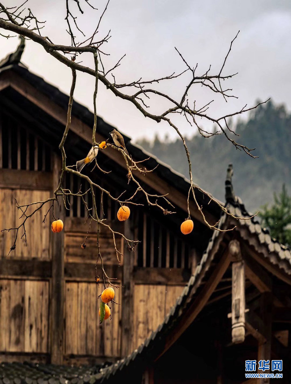 武陵山冬日鳥兒啄食圖