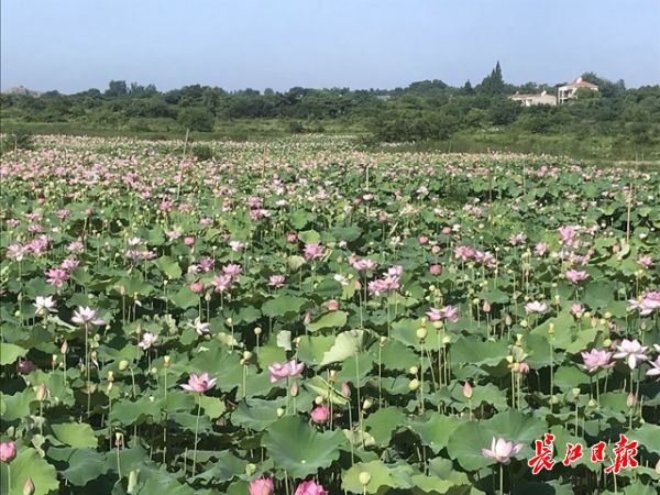 新鮮蓮子為何只扎堆街頭？蓮産業中的“搶鮮”生意商家做不起