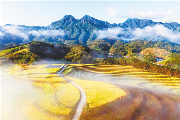 十堰“坡改梯”“旱改水”3106畝 撂荒坡地種出千斤稻_fororder_01