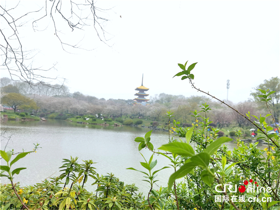 【與春天撞個滿懷 打卡最美春景】武漢東湖櫻園：_fororder_2