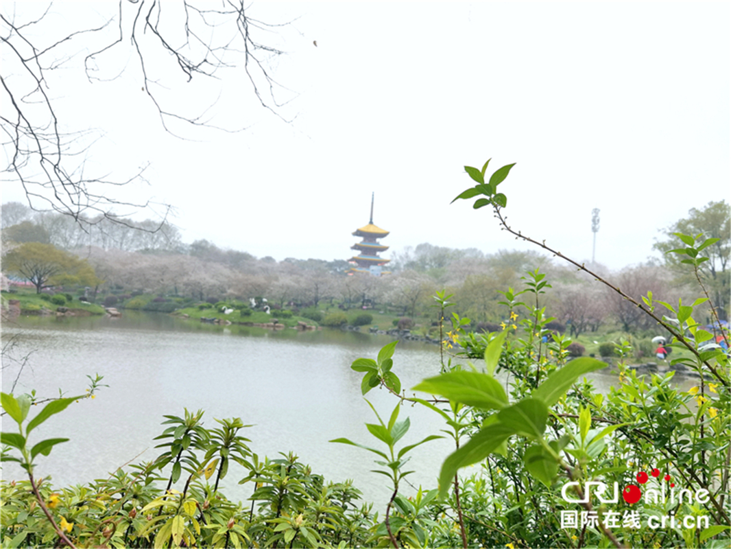 【與春天撞個滿懷 打卡最美春景】武漢東湖櫻園：_fororder_2