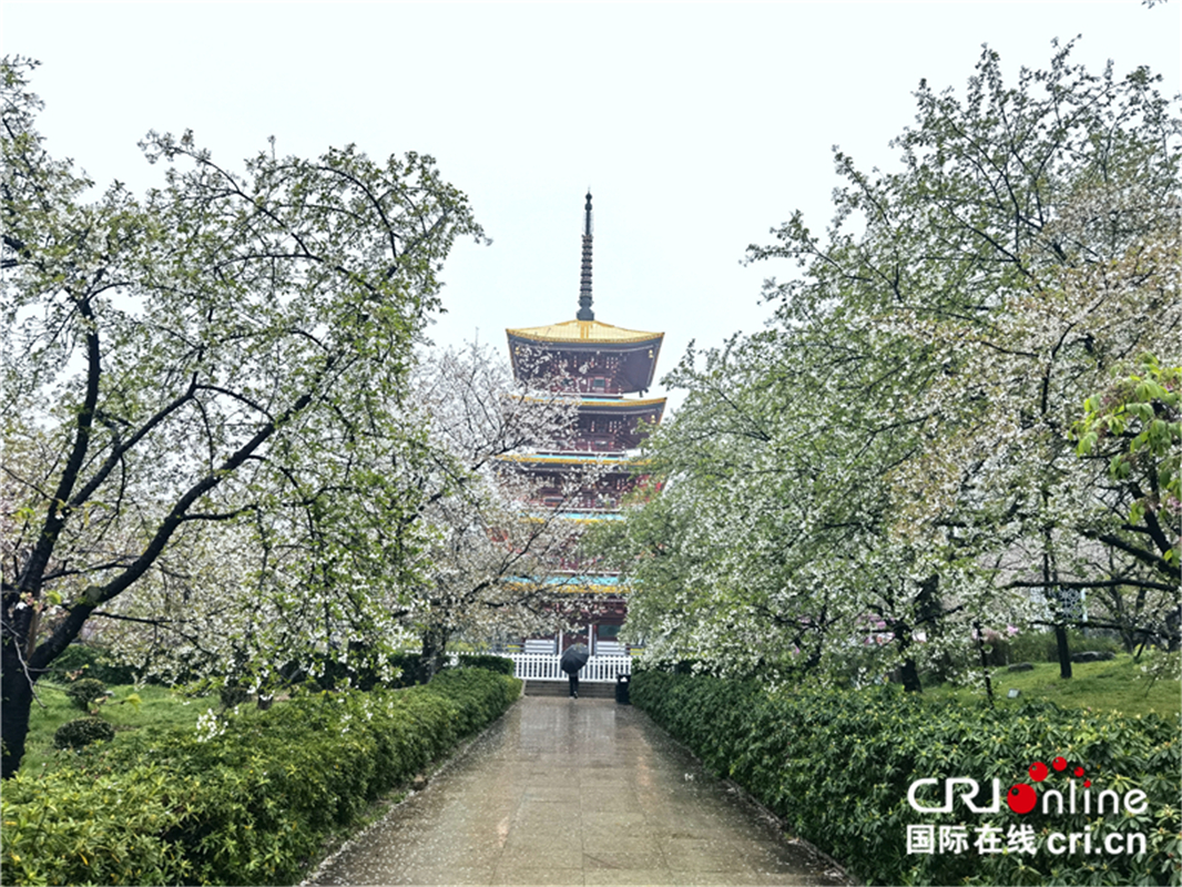 【與春天撞個滿懷 打卡最美春景】武漢東湖櫻園：_fororder_10