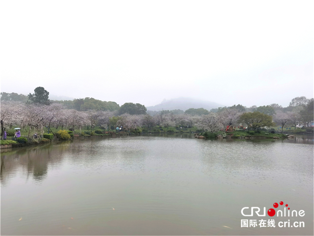 【與春天撞個滿懷 打卡最美春景】武漢東湖櫻園：_fororder_11
