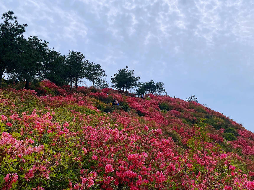 最美人間四月天 漫山杜鵑花正紅