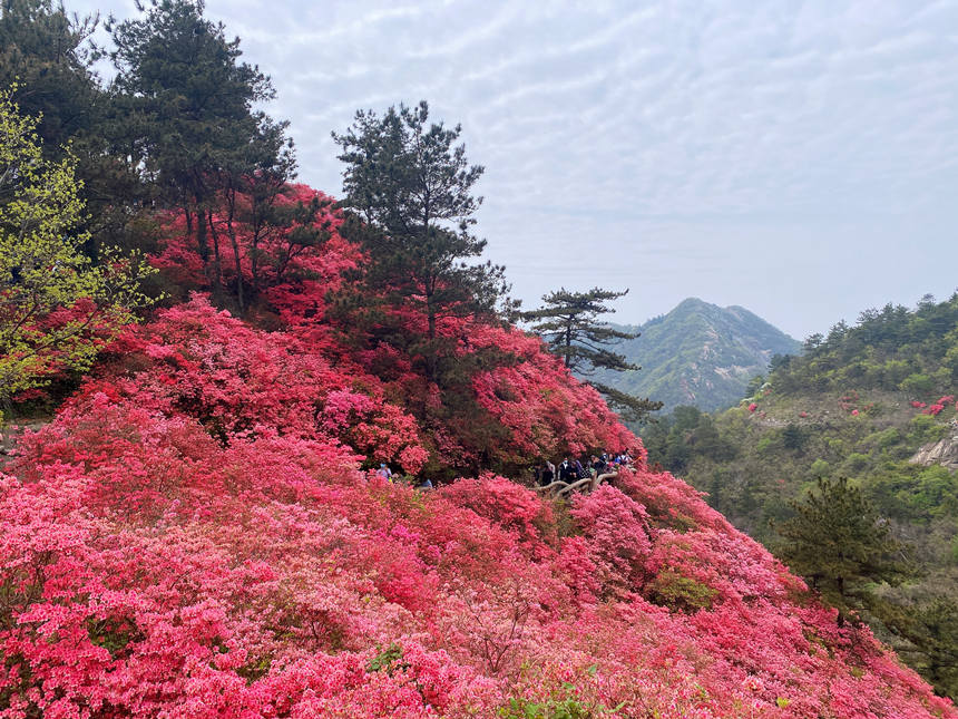 最美人間四月天 漫山杜鵑花正紅